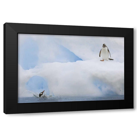 Antarctica Gentoo penguins on an iceberg Black Modern Wood Framed Art Print by Grall, Don