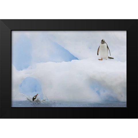Antarctica Gentoo penguins on an iceberg Black Modern Wood Framed Art Print by Grall, Don