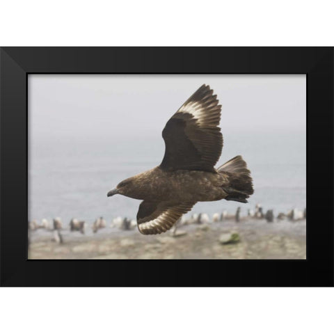 Antarctica, Brown skua soars over penguin colony Black Modern Wood Framed Art Print by Grall, Don