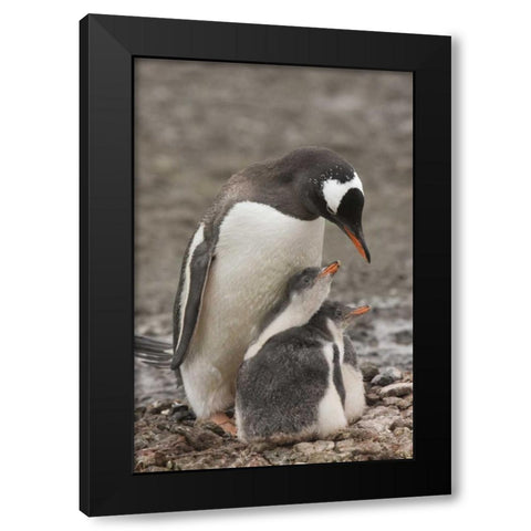 Antarctica, Aitcho Isl Gentoo penguin and chicks Black Modern Wood Framed Art Print with Double Matting by Grall, Don