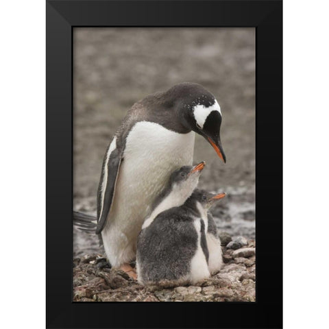 Antarctica, Aitcho Isl Gentoo penguin and chicks Black Modern Wood Framed Art Print by Grall, Don