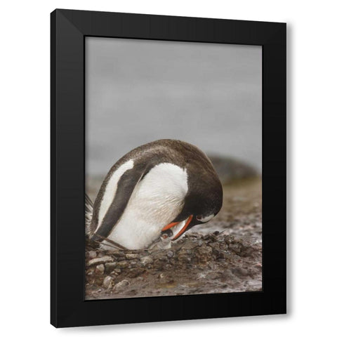 Antarctica A gentoo penguin with chick at nest Black Modern Wood Framed Art Print by Grall, Don