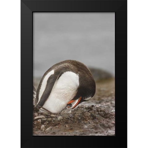 Antarctica A gentoo penguin with chick at nest Black Modern Wood Framed Art Print by Grall, Don
