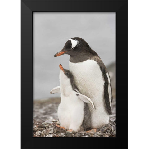 Antarctica, Gentoo penguin chick bonding Black Modern Wood Framed Art Print by Grall, Don