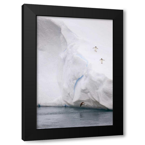 Antarctica Adelie penguin diving off an iceberg Black Modern Wood Framed Art Print by Grall, Don
