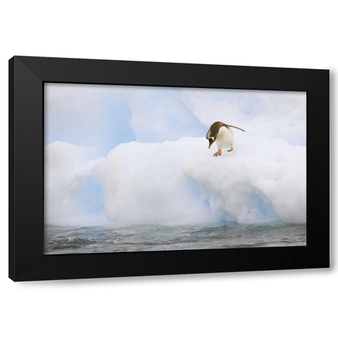 Antarctica, Gentoo penguin prepares to dive Black Modern Wood Framed Art Print by Grall, Don