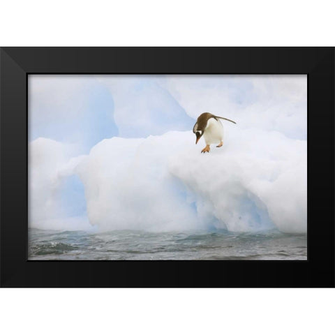 Antarctica, Gentoo penguin prepares to dive Black Modern Wood Framed Art Print by Grall, Don