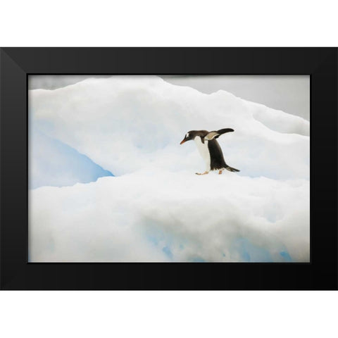 Antarctica A gentoo penguin on an iceberg Black Modern Wood Framed Art Print by Grall, Don