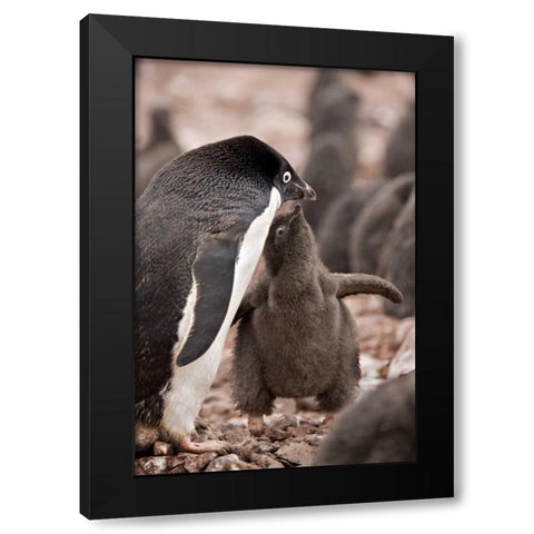 Antarctica, Adelie penguin chick begs for food Black Modern Wood Framed Art Print by Grall, Don