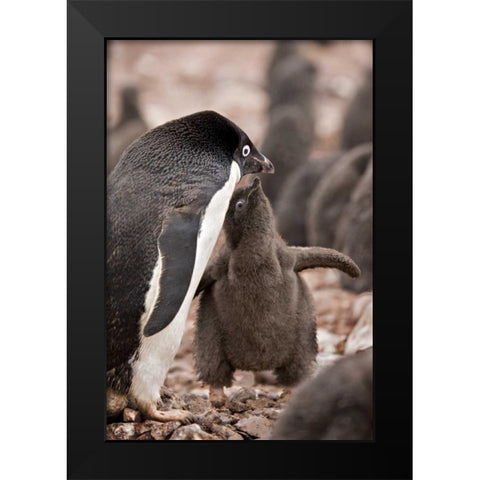 Antarctica, Adelie penguin chick begs for food Black Modern Wood Framed Art Print by Grall, Don
