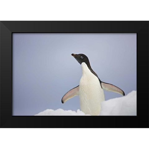 Antarctica, An adult Adelie penguin stretches Black Modern Wood Framed Art Print by Grall, Don