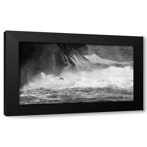 Antarctica Cormorant flying over frothing sea Black Modern Wood Framed Art Print by Young, Bill