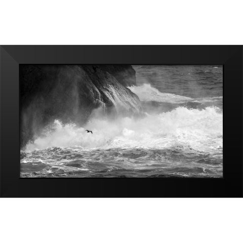 Antarctica Cormorant flying over frothing sea Black Modern Wood Framed Art Print by Young, Bill