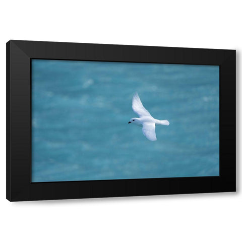 Antarctica-South Georgia Island-Coopers Bay Snow petrel flying above Drygalski Fjord  Black Modern Wood Framed Art Print by Jaynes Gallery