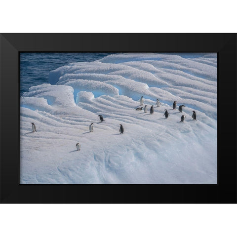 Antarctica-South Georgia Island-Coopers Bay Penguins on iceberg  Black Modern Wood Framed Art Print by Jaynes Gallery