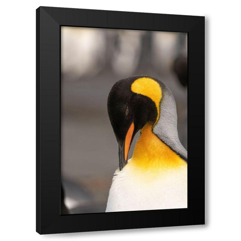 Antarctica-South Georgia Island-Right Whale Bay King penguin preening  Black Modern Wood Framed Art Print with Double Matting by Jaynes Gallery