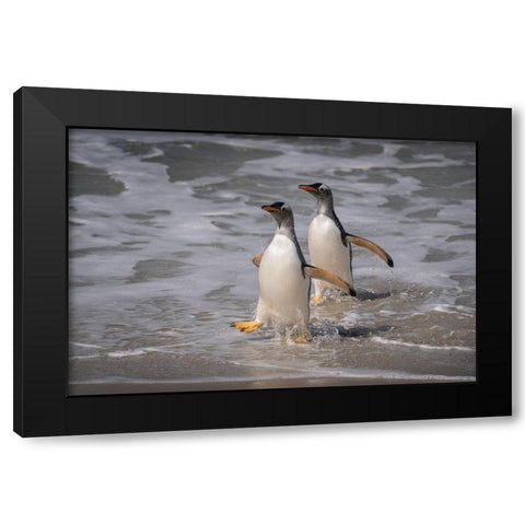 Falkland Islands-Grave Cove Gentoo penguins returning from ocean  Black Modern Wood Framed Art Print with Double Matting by Jaynes Gallery
