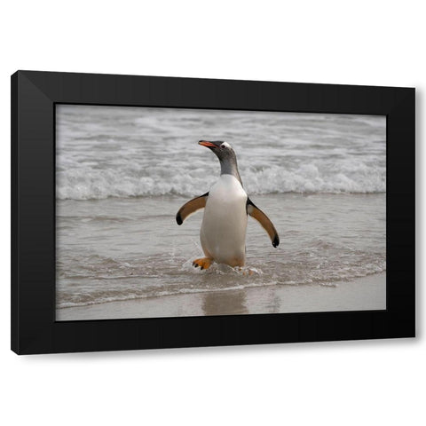 Falkland Islands-Grave Cove Gentoo penguin returning from ocean  Black Modern Wood Framed Art Print by Jaynes Gallery