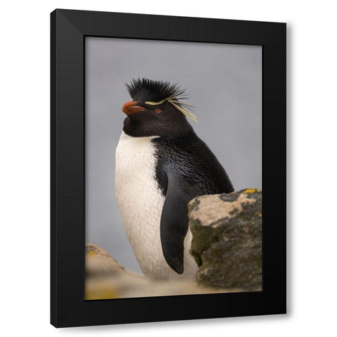 Falkland Islands-New Island Close-up of rockhopper penguin  Black Modern Wood Framed Art Print by Jaynes Gallery