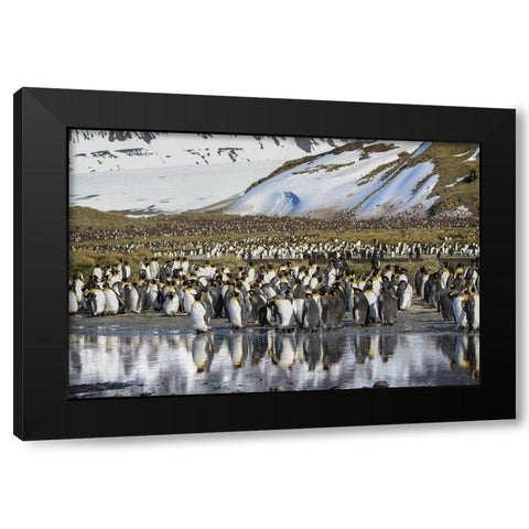 Antarctica-South Georgia Island-Salisbury Plain King penguins on beach  Black Modern Wood Framed Art Print by Jaynes Gallery
