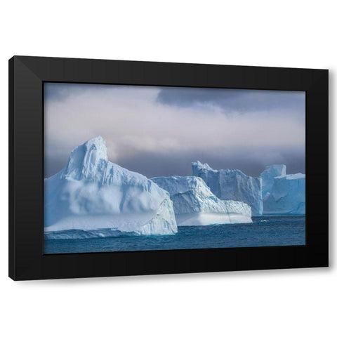 Antarctica-South Georgia Island-Coopers Bay Icebergs at sunrise  Black Modern Wood Framed Art Print by Jaynes Gallery
