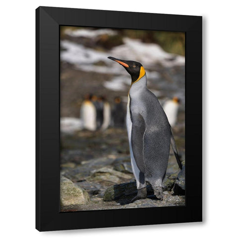Antarctica-South Georgia Island-Elsehul Bay King penguin close-up  Black Modern Wood Framed Art Print by Jaynes Gallery