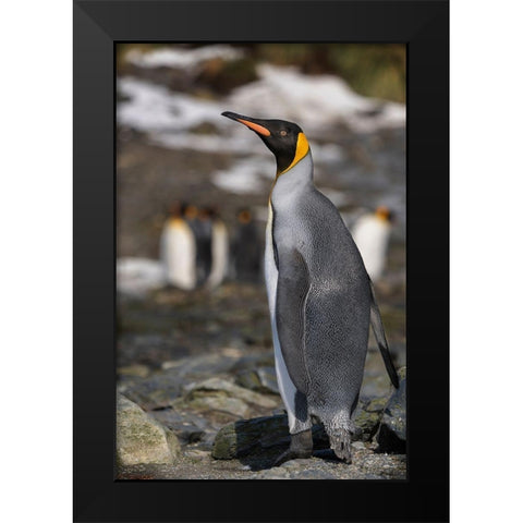 Antarctica-South Georgia Island-Elsehul Bay King penguin close-up  Black Modern Wood Framed Art Print by Jaynes Gallery