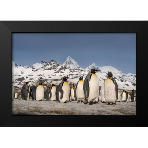 Antarctica-South Georgia Island-St Andrews Bay Landscape with mountain and king penguin colony  Black Modern Wood Framed Art Print by Jaynes Gallery
