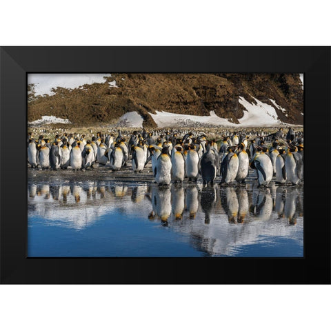 Antarctica-South Georgia Island-Salisbury Plain King penguins reflect in meltwater pond  Black Modern Wood Framed Art Print by Jaynes Gallery