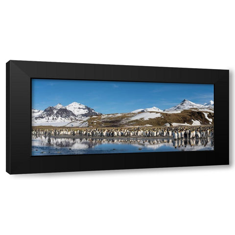 Antarctica-South Georgia Island-Salisbury Plain Panoramic of king penguins reflecting Black Modern Wood Framed Art Print by Jaynes Gallery