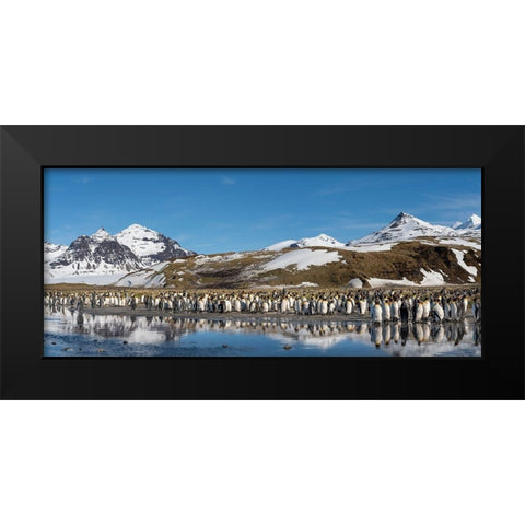 Antarctica-South Georgia Island-Salisbury Plain Panoramic of king penguins reflecting Black Modern Wood Framed Art Print by Jaynes Gallery