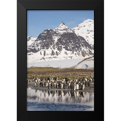 Antarctica-South Georgia Island-Salisbury Plain King penguins on beach  Black Modern Wood Framed Art Print by Jaynes Gallery