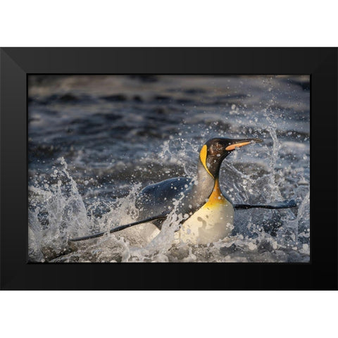 Antarctica-South Georgia Island-Salisbury Plain King penguin emerging from surf  Black Modern Wood Framed Art Print by Jaynes Gallery
