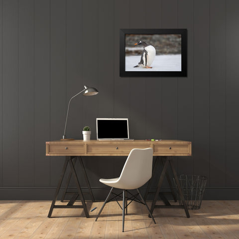 Antarctica-South Georgia Island-Stromness Bay Gentoo penguin close-up  Black Modern Wood Framed Art Print by Jaynes Gallery