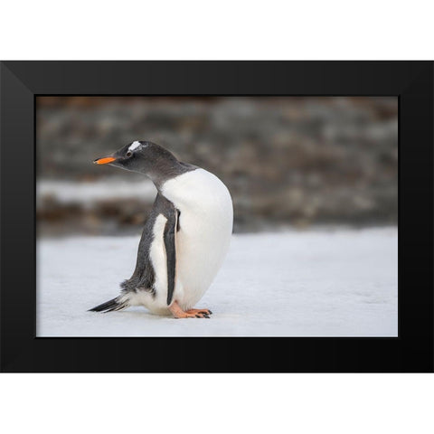 Antarctica-South Georgia Island-Stromness Bay Gentoo penguin close-up  Black Modern Wood Framed Art Print by Jaynes Gallery