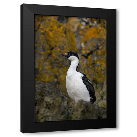 Antarctica-South Georgia Island-Undine Harbor North Antarctic blue-eyed shag close-up  Black Modern Wood Framed Art Print with Double Matting by Jaynes Gallery