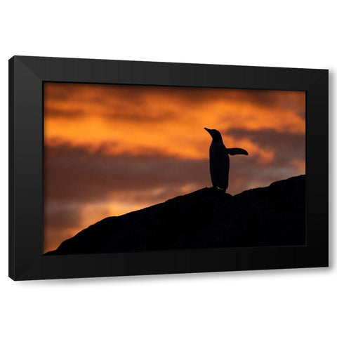 Antarctica-Paradise Harbor aka Paradise Bay Silhouette of gentoo penguins with polar sunset Black Modern Wood Framed Art Print by Hopkins, Cindy Miller