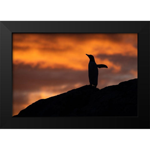 Antarctica-Paradise Harbor aka Paradise Bay Silhouette of gentoo penguins with polar sunset Black Modern Wood Framed Art Print by Hopkins, Cindy Miller