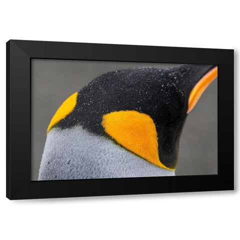 South Georgia-Gold Harbour aka Gold Harbor Detail of raindrops on King penguin feathers Black Modern Wood Framed Art Print by Hopkins, Cindy Miller