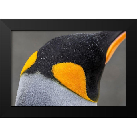 South Georgia-Gold Harbour aka Gold Harbor Detail of raindrops on King penguin feathers Black Modern Wood Framed Art Print by Hopkins, Cindy Miller