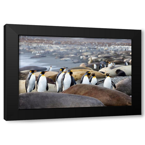 Southern Ocean-South Georgia-A group of king penguins-elephant seals Black Modern Wood Framed Art Print by Goff, Ellen B.