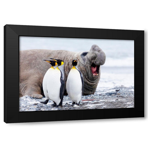 Southern Ocean-South Georgia-Salisbury Plain-king penguin-southern elephant seal Black Modern Wood Framed Art Print with Double Matting by Goff, Ellen B.