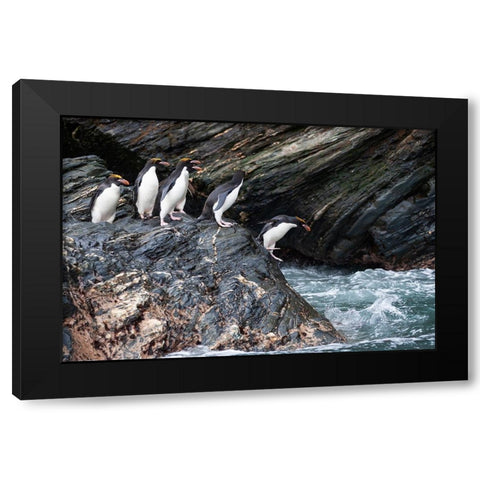 Southern Ocean-South Georgia-Cooper Bay-Macaroni penguins Black Modern Wood Framed Art Print by Goff, Ellen B.