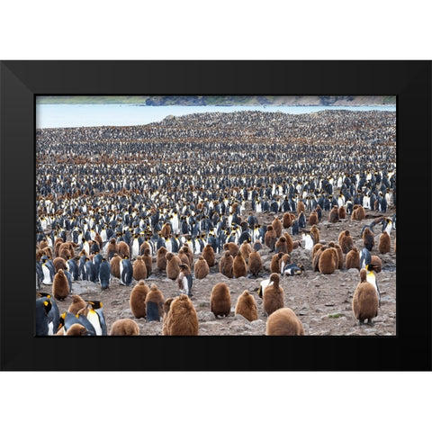 Southern Ocean-South Georgia-St-Andrews Bay- Black Modern Wood Framed Art Print by Goff, Ellen B.