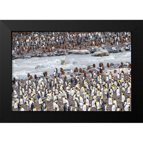 Southern Ocean-South Georgia-St-Andrews Bay-penguins Black Modern Wood Framed Art Print by Goff, Ellen B.