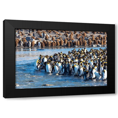 Southern Ocean-South Georgia-St-Andrews Bay-king penguins Black Modern Wood Framed Art Print with Double Matting by Goff, Ellen B.
