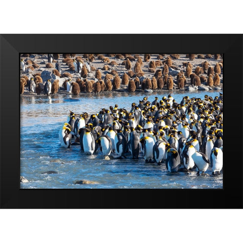 Southern Ocean-South Georgia-St-Andrews Bay-king penguins Black Modern Wood Framed Art Print by Goff, Ellen B.