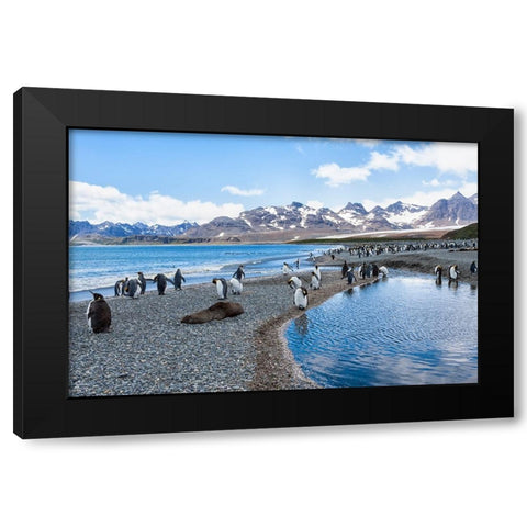 Southern Ocean-South Georgia-Salisbury Plain-mountains Black Modern Wood Framed Art Print with Double Matting by Goff, Ellen B.