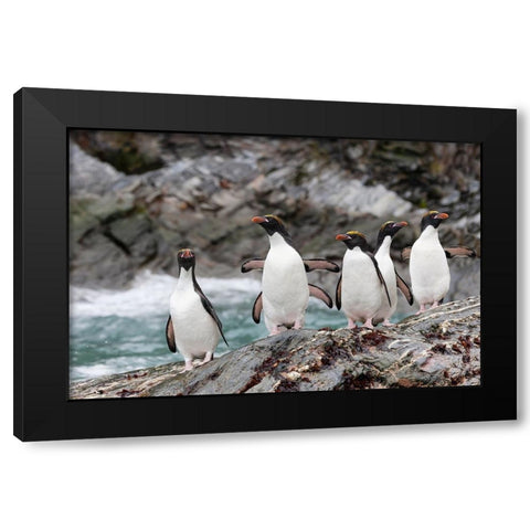 Southern Ocean-South Georgia-Cooper Bay-macaroni penguin Black Modern Wood Framed Art Print with Double Matting by Goff, Ellen B.