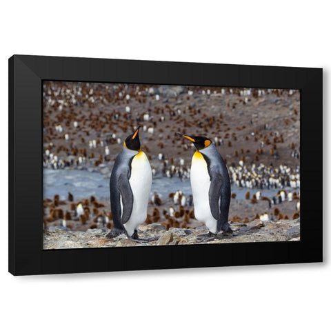 Southern Ocean-South Georgia-adult penguins Black Modern Wood Framed Art Print with Double Matting by Goff, Ellen B.